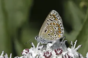 Flying Insect Habitat Prints: Polyommatus, Blauling
Polyommatus, Bluling