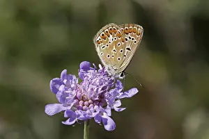 Wildlife Insect Photography Prints: Polyommatus, Blauling
Polyommatus, Bluling