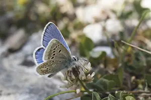 Natural Environment Butterflies Prints: Polyommatus dorylas (Mannchen)