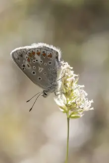 Wildlife Photography Fauna Prints: Polyommatus dorylas (Weibchen)