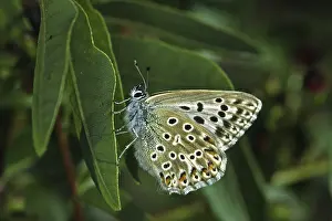 Pterygote Insects Pictures Prints: Polyommatus hispana