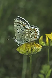 Natural Habitat Wildlife Prints: Polyommatus hispana
