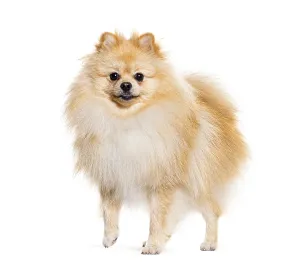 Animal Looking At Camera Prints: Pomeranian looking at the camera