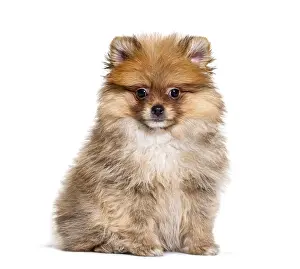 Bright Studio Lighting Photography Prints: Pomeranian looking at the camera
