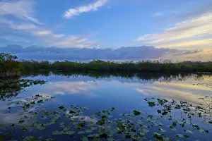 Prints of A still pond with cloud reflections in the evening light, Anhinga Trail, Everglades National Park, Florida, USA Darter Prints: Evening Reflections Print, Everglades National Park, Florida