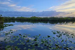 Prints of A pond with cloud reflections and evening mood, Anhinga Trail, Everglades National Park, Florida, USA Darter Prints: Everglades Pond Print, Anhinga Trail, Florida
