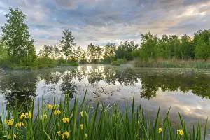 Water Body Reflections Prints: Pond with reflections of the sky and trees