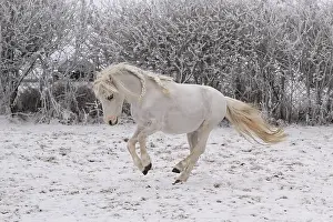 Deserted Farm Animal Prints: Pony