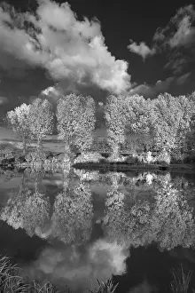 Deciduous Trees In Water Prints: Poplars (Populus) reflected in a pond