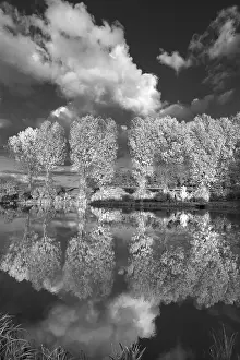 Southern Germany Nature Photos Prints: Poplars (Populus) reflected in a pond