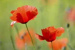 Close Up Poppies Prints: Poppies