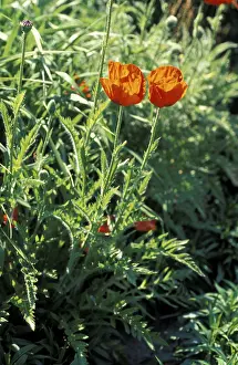 European Spring Blooms Prints: Poppies