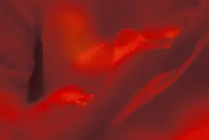 Red Coloured Flowers Prints: Poppy