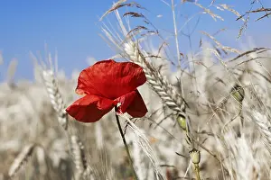 Blue Poppy Flower Prints: Poppy in the corn