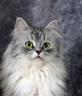 Cat Looking At The Camera Prints: Portrait of a grey small cat in studio