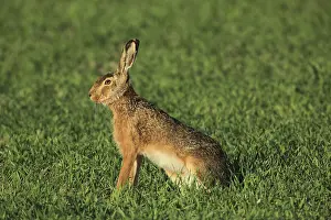 Prints of Portrait of a hare sitting alertly in thick grass, a European hare (Lepus europaeus) sitting in a green meadow, Mannheim, Baden-Wurttemberg, Germany Portrait of a hare sitting alertly in thick grass Mannheim Prints: European Hare Print, Mannheim, Germany
