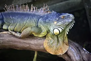 Predator Animal Pictures Prints: Portrait of a lizard close-up