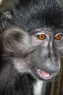 Mammalian Representation Art Prints: Portrait of a monkey