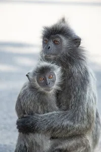 Coromandel Sacred Langur Prints: Portrait of Tufted gray langur Semnopithecus priam