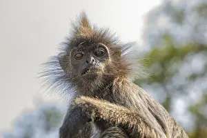 Coromandel Sacred Langur Prints: Portrait of Tufted gray langur Semnopithecus priam