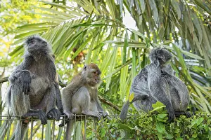 Southeast Asia Animals Prints: Portrait of Tufted gray langur Semnopithecus priam