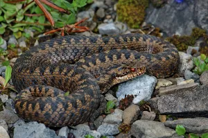 Poisonous Reptile Photography Prints: Adder