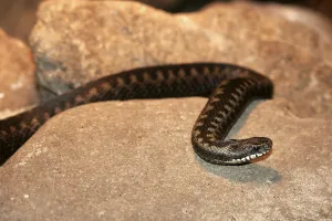 Natural Environment Snakes Prints: Adder