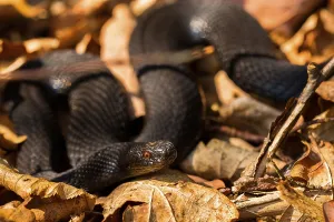 Poisonous Animal Photography Prints: Adder
