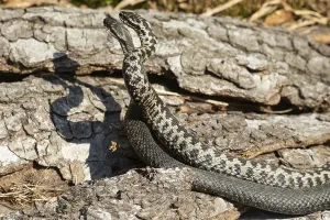 Adder Snake Prints: Adder (Vipera berus)