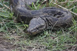 African Rock Python Prints: African rock python, African rock python