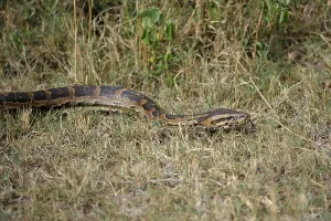African Rock Python Prints: African Rock Python (Python sebae)