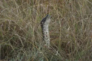 African Rock Python Prints: African rock python, Python sebae