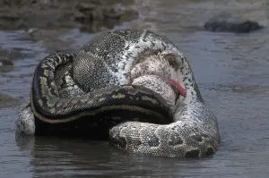 African Rock Python Prints: African Rock Python (Python sebae) constricting White Pelican