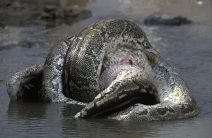 African Rock Python Prints: African Rock Python (Python sebae) constricting White Pelican