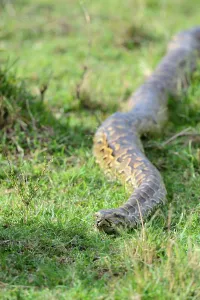 African Rock Python Prints: African rock python (Python sebae) srawling Masai Mara National Reserve
