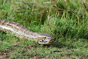 African Rock Python Prints: African rock python (Python sebae) srawling Masai Mara National Reserve