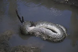 African Rock Python Prints: African Rock Python (Python sebae) swallowing a White Pelican