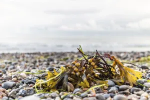 Baltic Sea Algae Prints: Algae