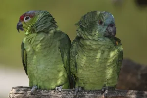 Amazon Parrot Prints: Amazon