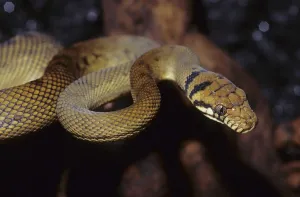 Natural Environment Wildlife Shots Prints: Amethyst python (Morelia amethystina)