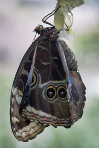 Central Europe Butterflies Prints: Anaxibia morpho (Morpho anaxibia)