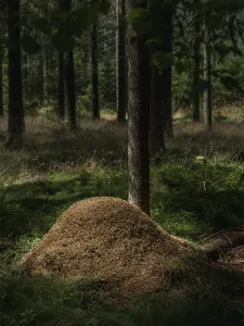 Wooded Scenery Prints: Ants on anthills in the forest