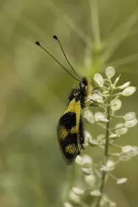 Nature Photography Greece Prints: Ascalaphid (Libelloides macaronius)
