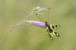 Eastern European Insects Prints: Ascalaphid Owlfly (Libelloides macaronius)