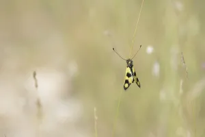 Deserted Natural Environments Europe Prints: Ascalaphid Owlfly (Libelloides macaronius)