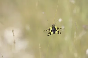 Croatian Nature Photography Prints: Ascalaphid Owlfly (Libelloides macaronius)
