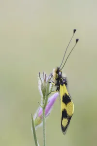 Neuropteran Insects Prints: Ascalaphid Owlfly (Libelloides macaronius)