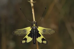 Neuropteran Insects Prints: Ascalaphid Owlfly (Libelloides macaronius)