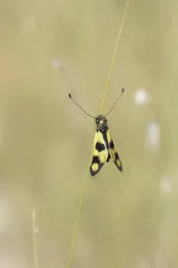 Southeastern Europe Insects Prints: Ascalaphid Owlfly (Libelloides macaronius)