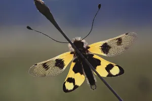 Backlit Insect Photography Prints: Ascalaphid owlfly (Libelloides macaronius)